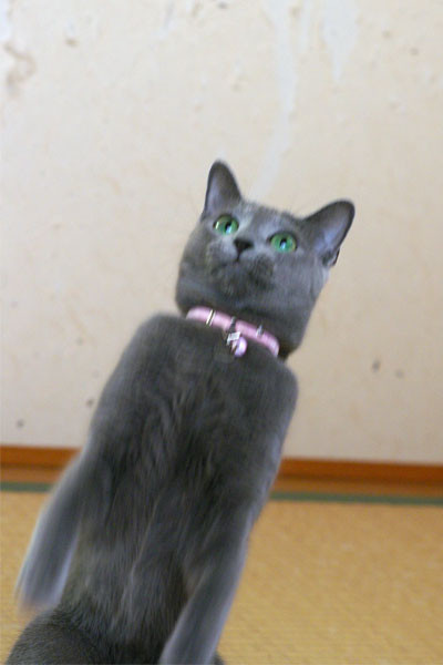 f:id:apesnotmonkeys:20100829160813j:image