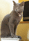 f:id:apesnotmonkeys:20101109111146j:image:small