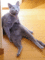 f:id:apesnotmonkeys:20101109111233j:image:small