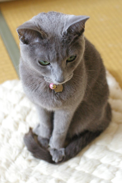 f:id:apesnotmonkeys:20101213151952j:image