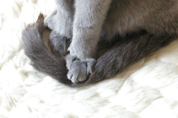 f:id:apesnotmonkeys:20101213152030j:image