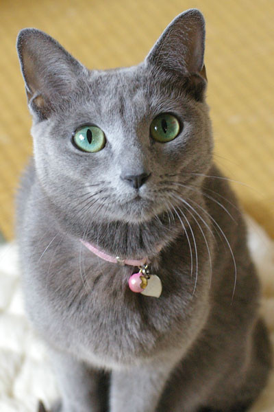 f:id:apesnotmonkeys:20101213152131j:image
