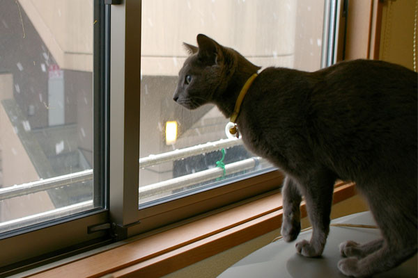f:id:apesnotmonkeys:20110222213423j:image