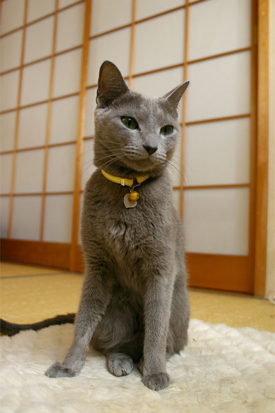 f:id:apesnotmonkeys:20110222213524j:image