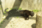 f:id:apesnotmonkeys:20110329163035j:image:small