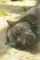 f:id:apesnotmonkeys:20110329163118j:image:small