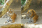 f:id:apesnotmonkeys:20110329163213j:image:small