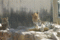f:id:apesnotmonkeys:20110329163436j:image:small