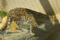 f:id:apesnotmonkeys:20110329163607j:image:small