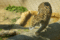 f:id:apesnotmonkeys:20110329163629j:image:small