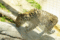 f:id:apesnotmonkeys:20110329163648j:image:small