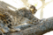 f:id:apesnotmonkeys:20110329163811j:image:small