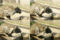f:id:apesnotmonkeys:20110329163949j:image:small