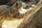 f:id:apesnotmonkeys:20110329164419j:image:small