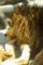 f:id:apesnotmonkeys:20110329164527j:image:small