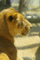 f:id:apesnotmonkeys:20110329164723j:image:small