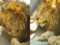 f:id:apesnotmonkeys:20110329164754j:image:small