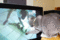 f:id:apesnotmonkeys:20110329165038j:image:small