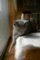 f:id:apesnotmonkeys:20110504102130j:image:small