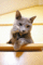 f:id:apesnotmonkeys:20110504102338j:image:small