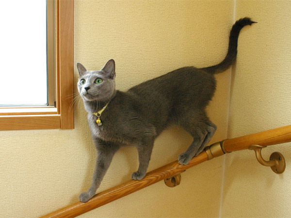 f:id:apesnotmonkeys:20110623224422j:image