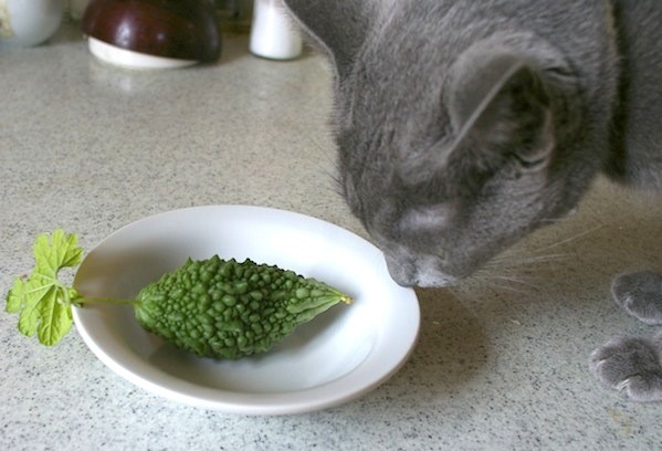 f:id:apesnotmonkeys:20110910102341j:image