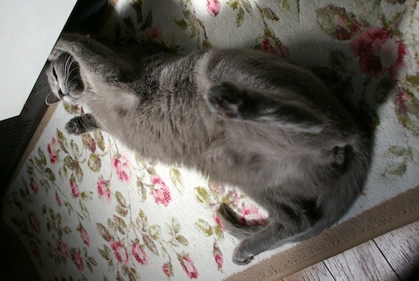 f:id:apesnotmonkeys:20110924101504j:image