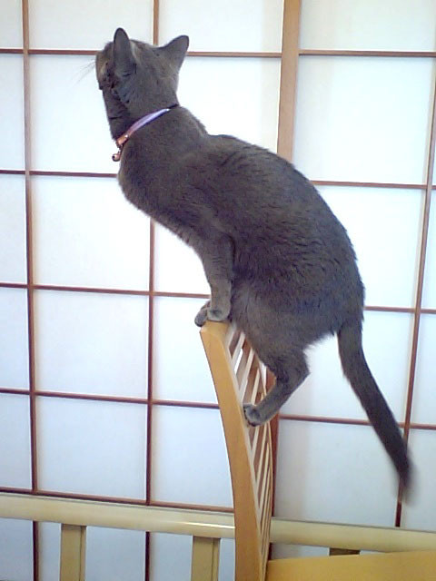 f:id:apesnotmonkeys:20111231101910j:image