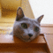 f:id:apesnotmonkeys:20120721110709j:image:small