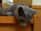 f:id:apesnotmonkeys:20120721110719j:image:small