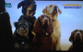 f:id:apesnotmonkeys:20131123094125j:image
