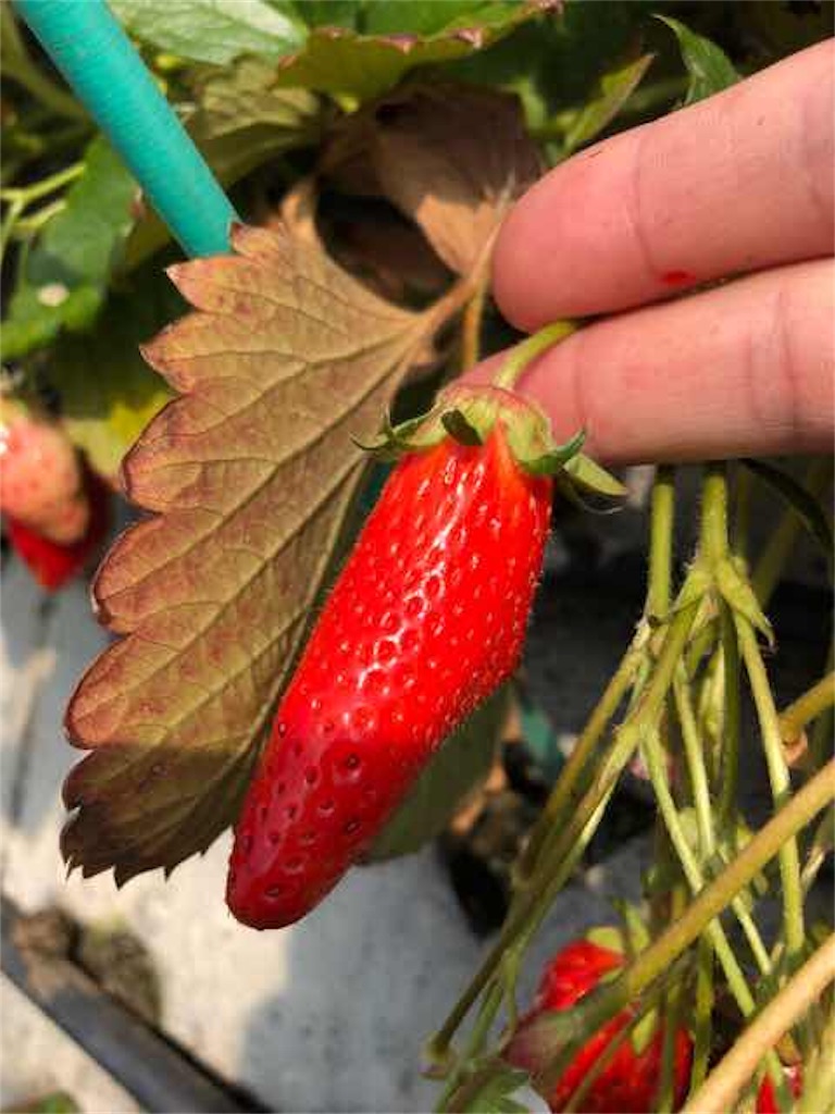 f:id:aphoptosis:20180313050153j:image f:id:aphoptosis:20180313050153j:image