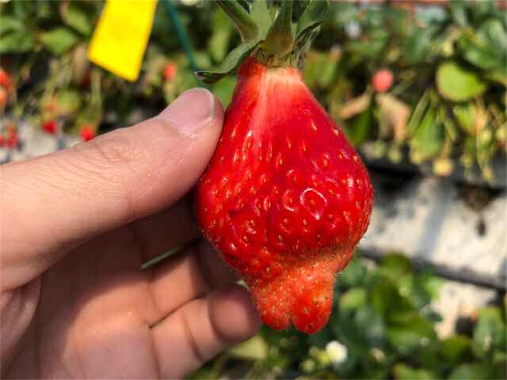 f:id:aphoptosis:20180313055738j:image f:id:aphoptosis:20180313055738j:image
