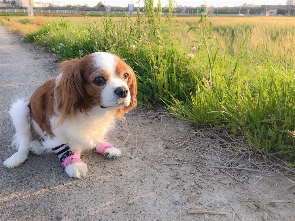 f:id:apiapix:20200203212807j:image f:id:apiapix:20200203212807j:image