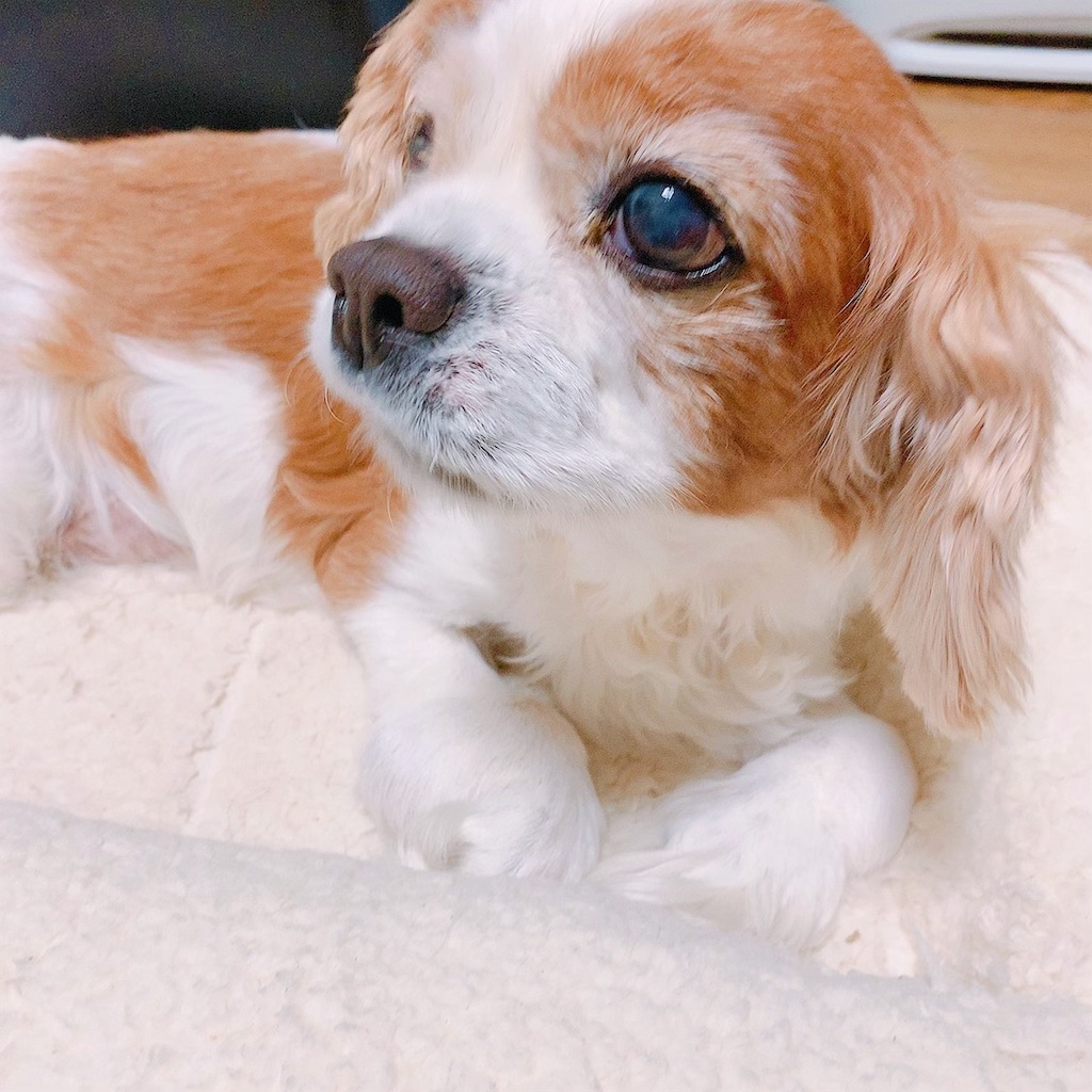 f:id:apiapix:20200203212831j:image f:id:apiapix:20200203212831j:image