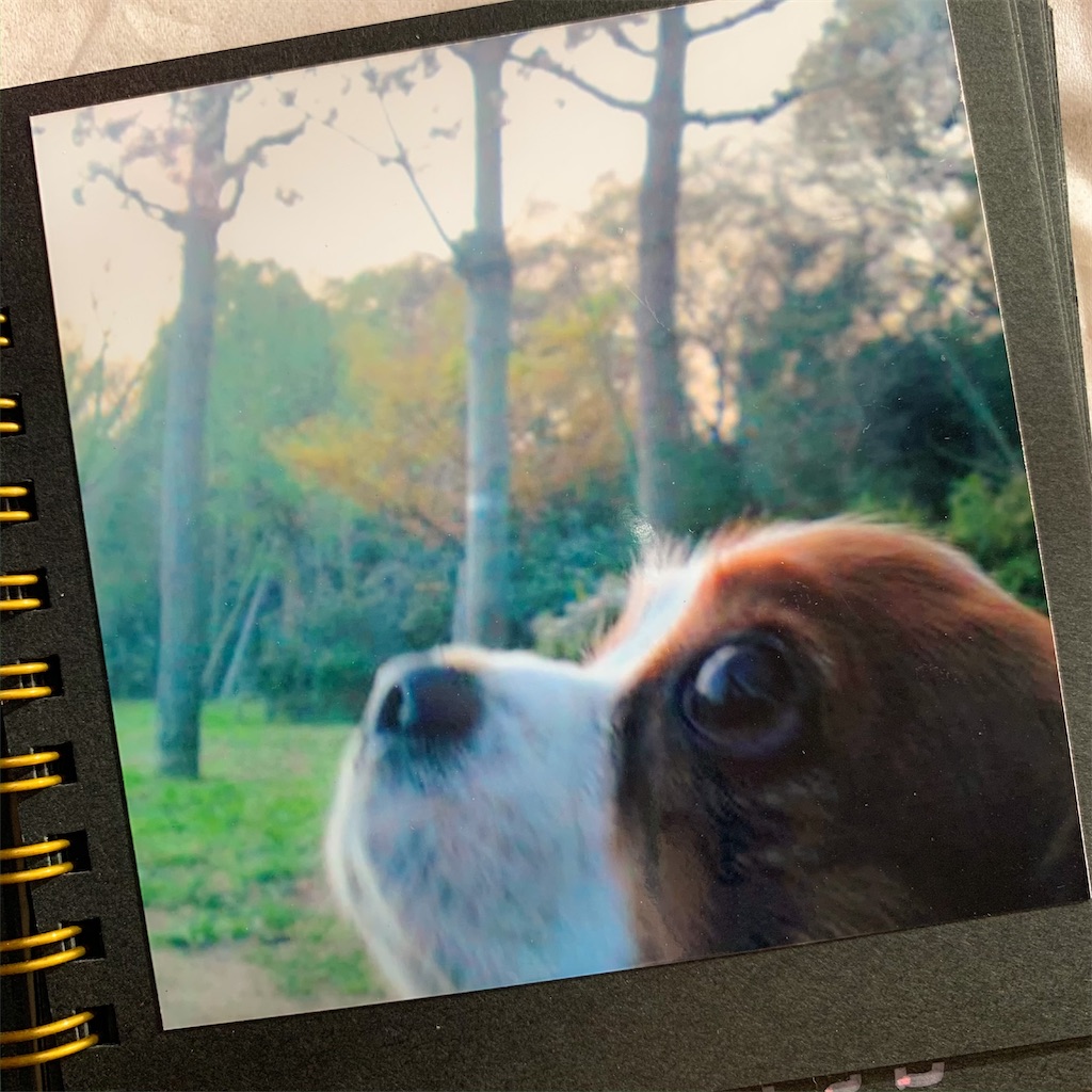 f:id:apiapix:20200203212911j:image f:id:apiapix:20200203212911j:image