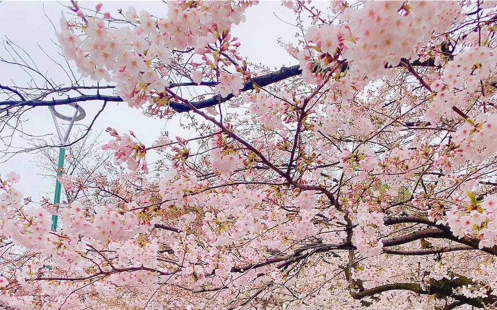 f:id:apiapix:20200331193238j:image f:id:apiapix:20200331193238j:image