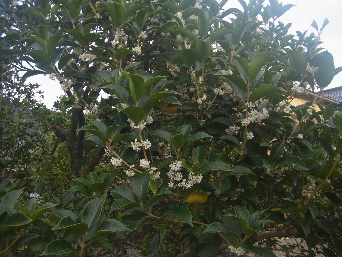 f:id:apli44:20201020051419j:plain f:id:apli44:20201020051419j:plain