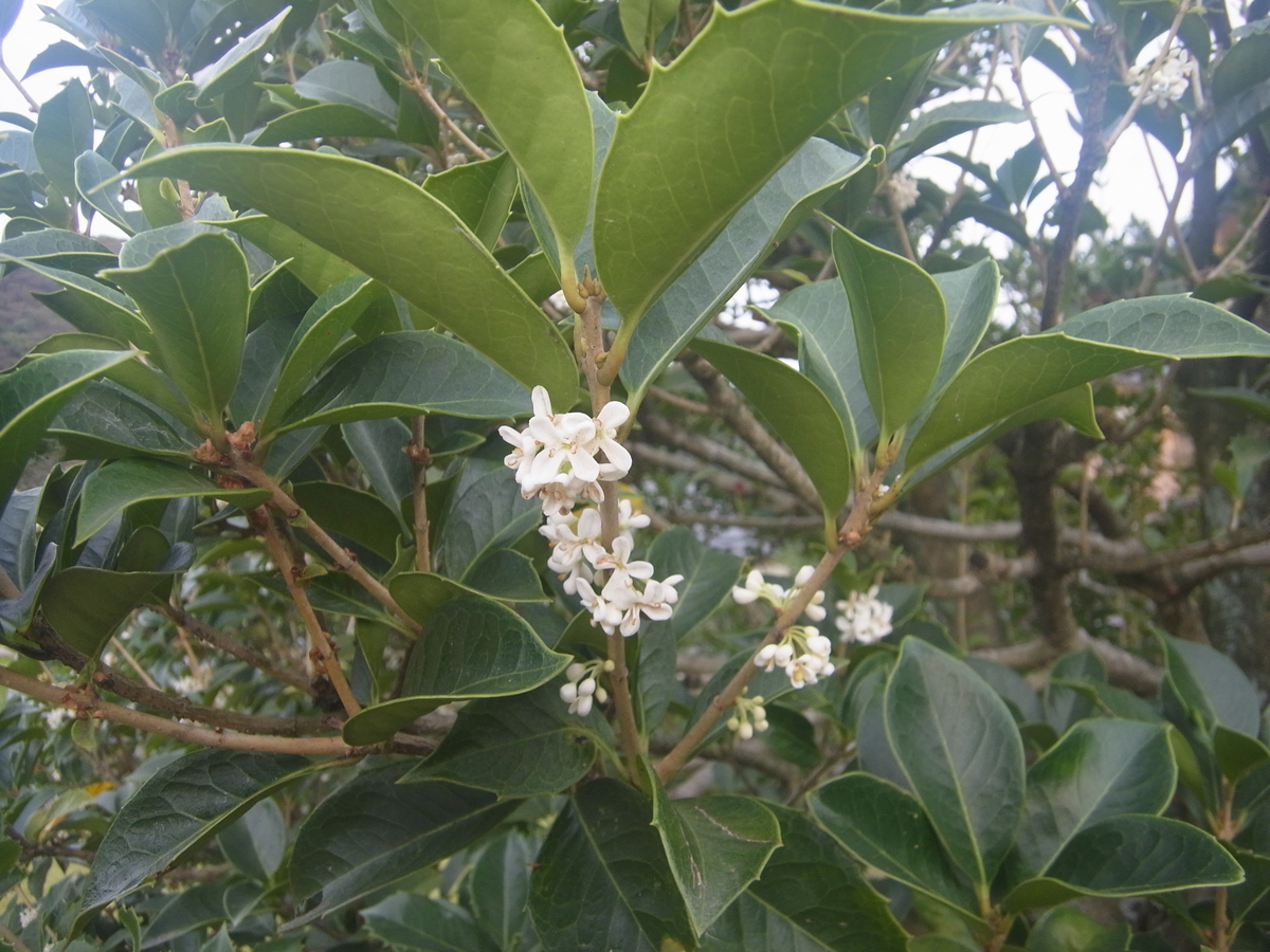 f:id:apli44:20201020052031j:plain f:id:apli44:20201020052031j:plain