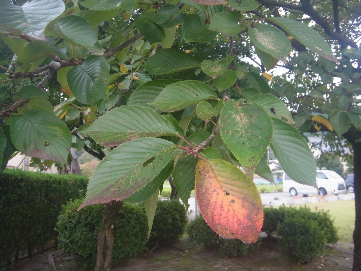 f:id:apli44:20201020052244j:plain f:id:apli44:20201020052244j:plain
