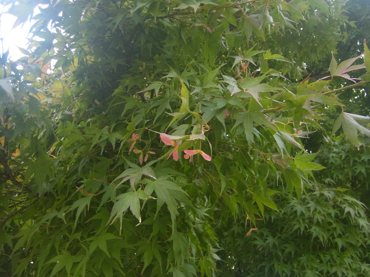 f:id:apli44:20201020052345j:plain f:id:apli44:20201020052345j:plain