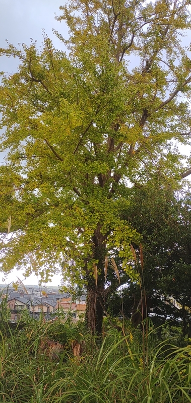 f:id:apli44:20211108052748j:plain