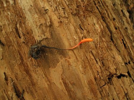 f:id:apoca:20090906211055j:image