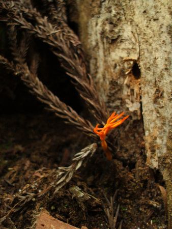 f:id:apoca:20090906211056j:image