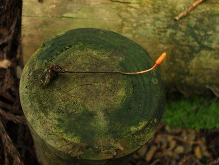 f:id:apoca:20090906211057j:image