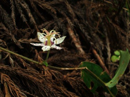 f:id:apoca:20090906211058j:image