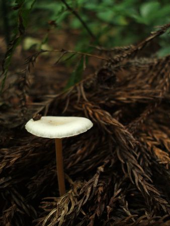 f:id:apoca:20090927201357j:image