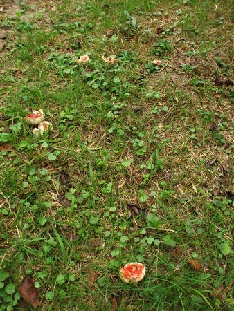 f:id:apoca:20090927201358j:image