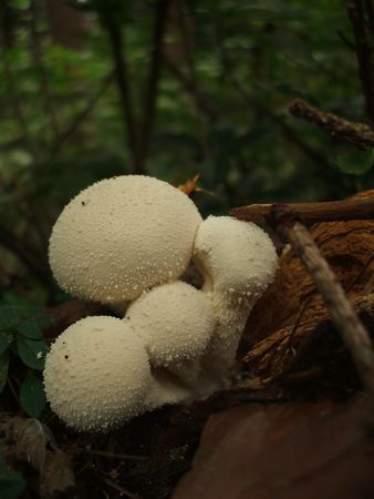 f:id:apoca:20090927201402j:image