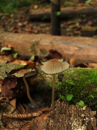 f:id:apoca:20090927201405j:image